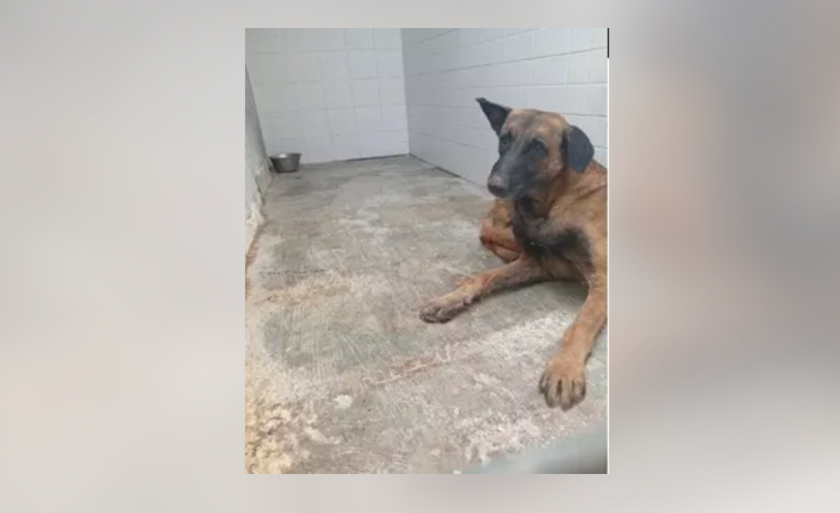 El perro infectado con rabia / EuropaPress