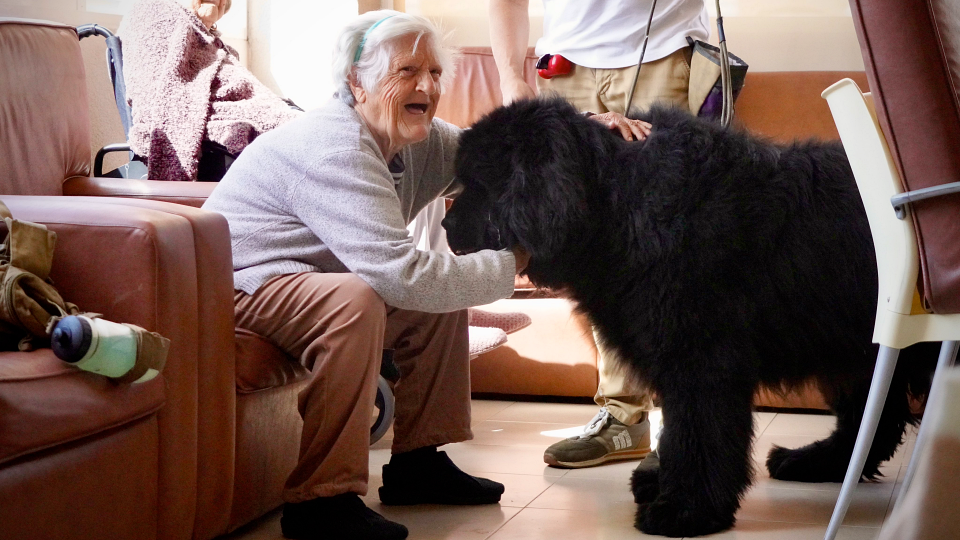 perro ancianos