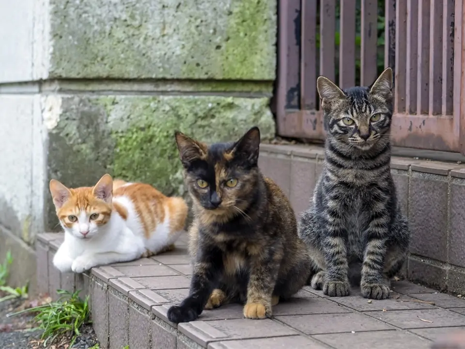 gatos callejeros