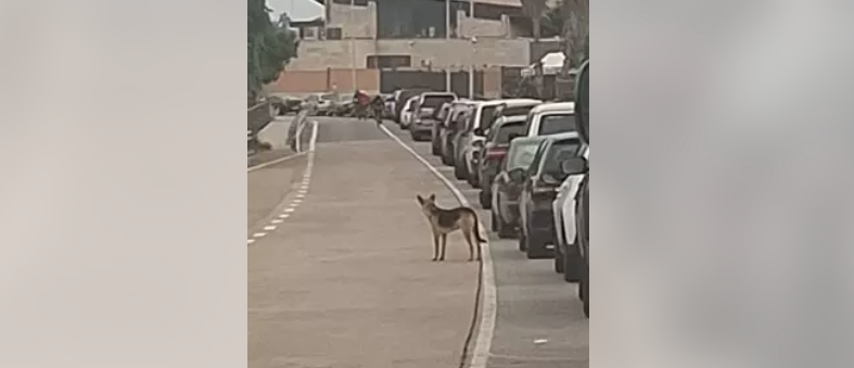 El tercer perro afectado por la rabia encontrado en las inmediaciones de la frontera con Marruecos / Gobierno de Melilla
