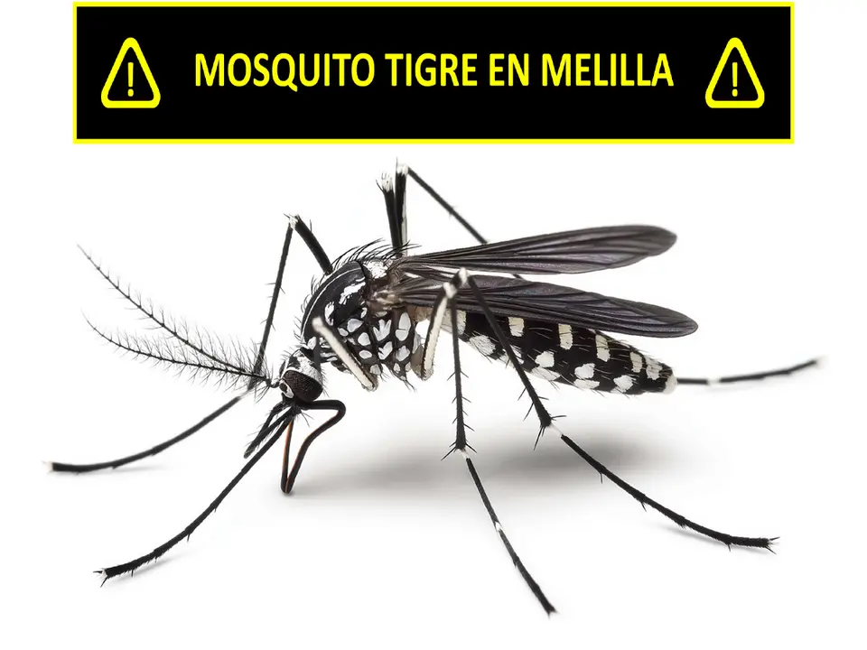 MOSQUITO TIGRE