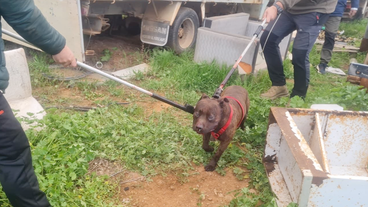perro peligroso