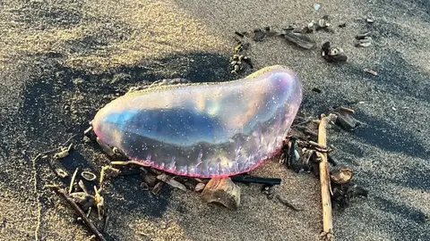 Carabelas portuguesas, en la playa de los C&aacute;rabos, / Guelaya