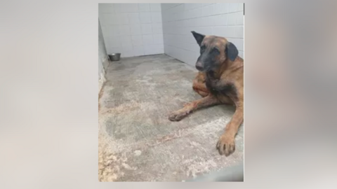 El perro infectado con rabia / EuropaPress