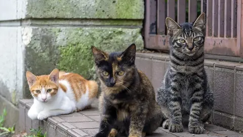 gatos callejeros