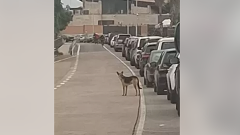 El tercer perro afectado por la rabia encontrado en las inmediaciones de la frontera con Marruecos / Gobierno de Melilla