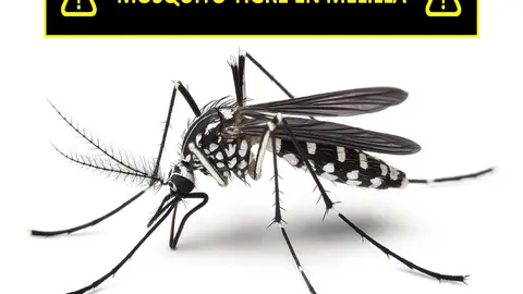MOSQUITO TIGRE