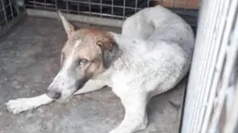 Quinto caso de rabia animal detectado en Melilla