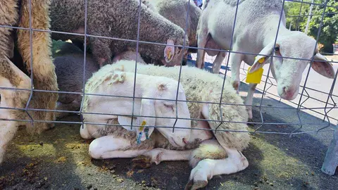 Un borrego en la Fiesta del Sacrificio (Eid al-Adha)