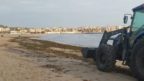 Retirada algas invasoras