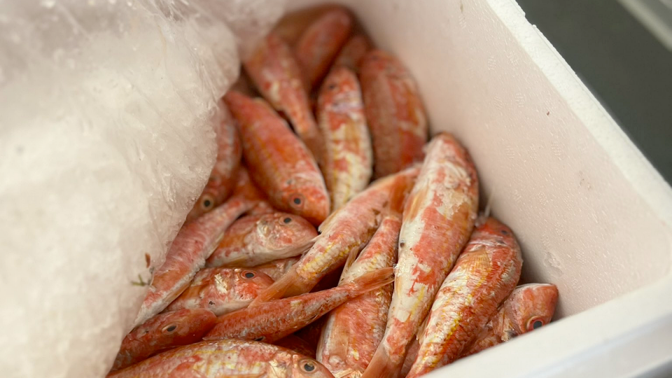 salmonetes