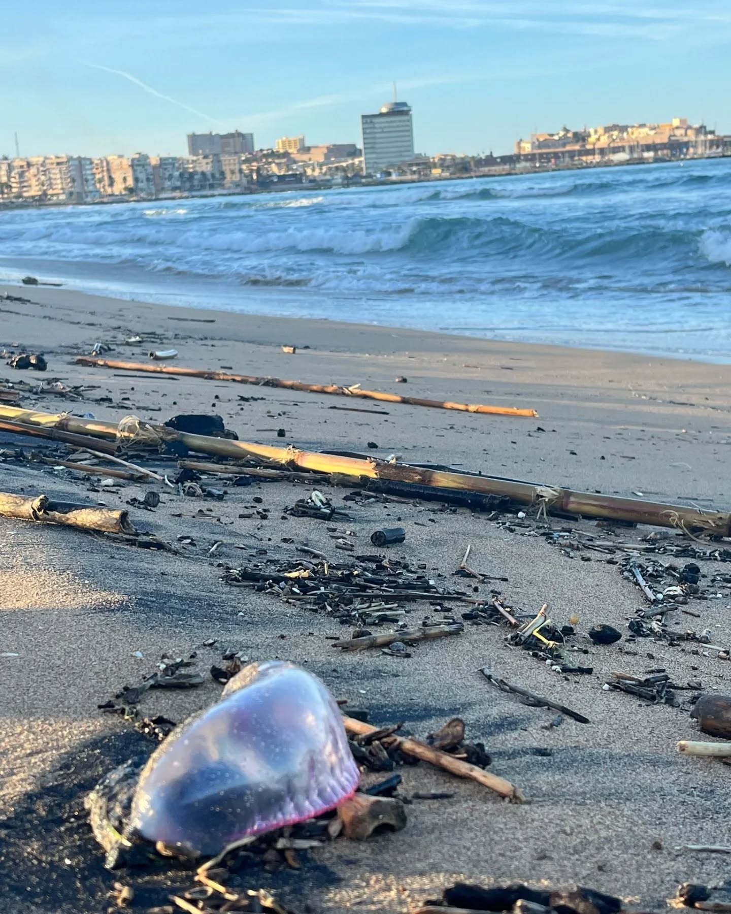 Carabelas portuguesas, en la playa de los Cárabos / Guelaya