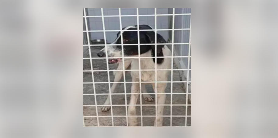 El perro afectado por la rabia / Gobierno de Melilla
